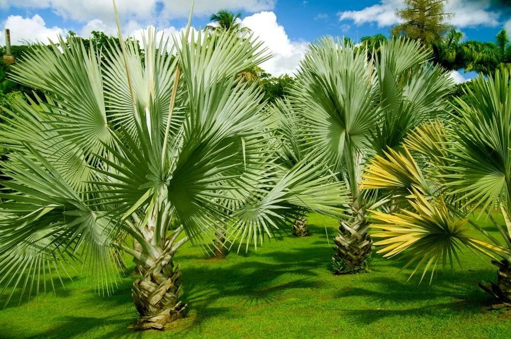 Mexican Fan Palm Tree Seeds - Washingtonia Robusta, 20 Premium Quality Landscaping & Gardening Seeds