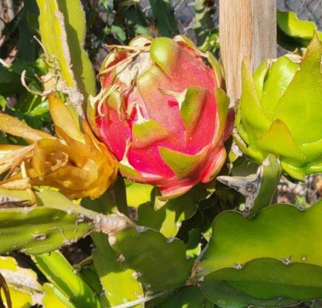 Dragon Fruit Plant | Fully Rooted Pot with 2 Cuttings | Hylocereus undatus White Pitaya