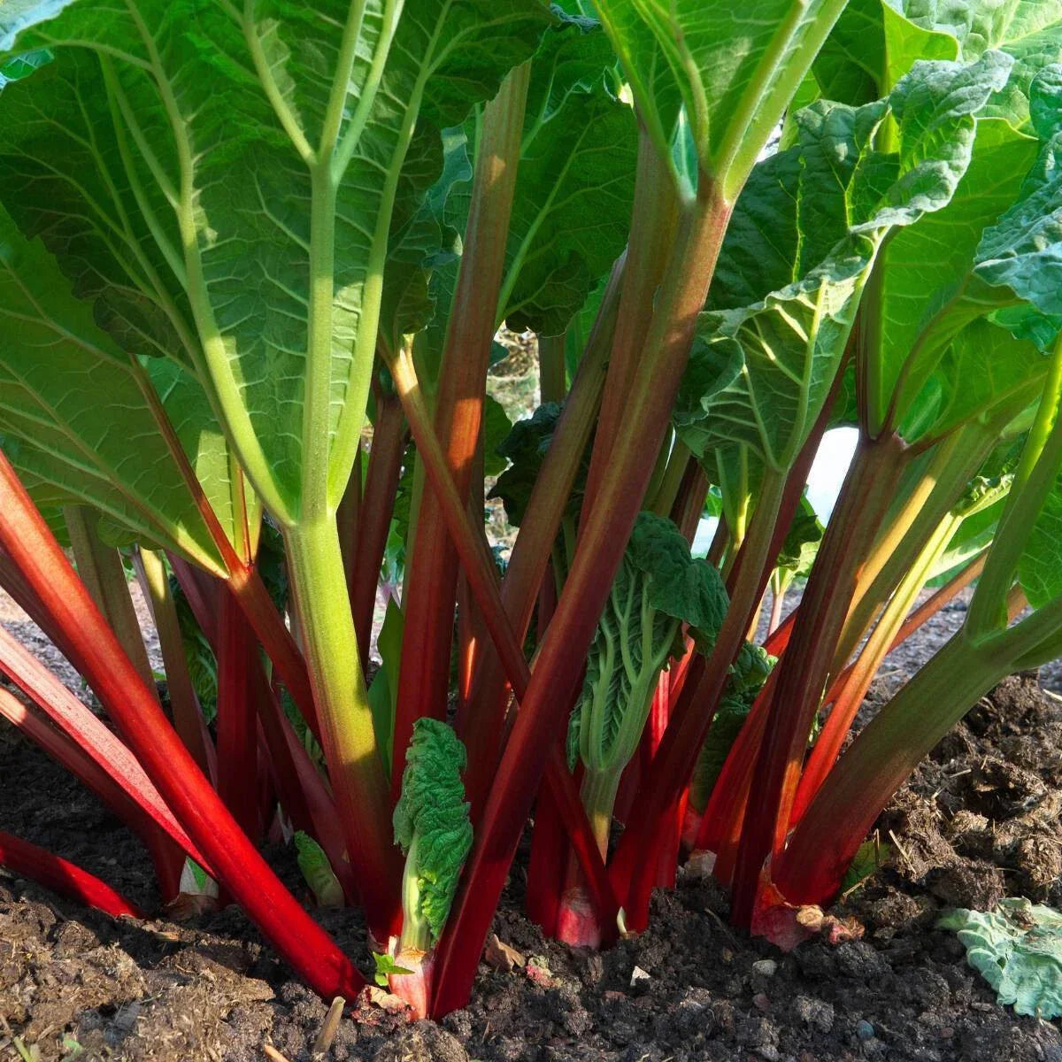 Glaskins Perpetual Red Rhubarb Seeds - 50 Seeds - Perennial Rheum rhabarbarum for Garden