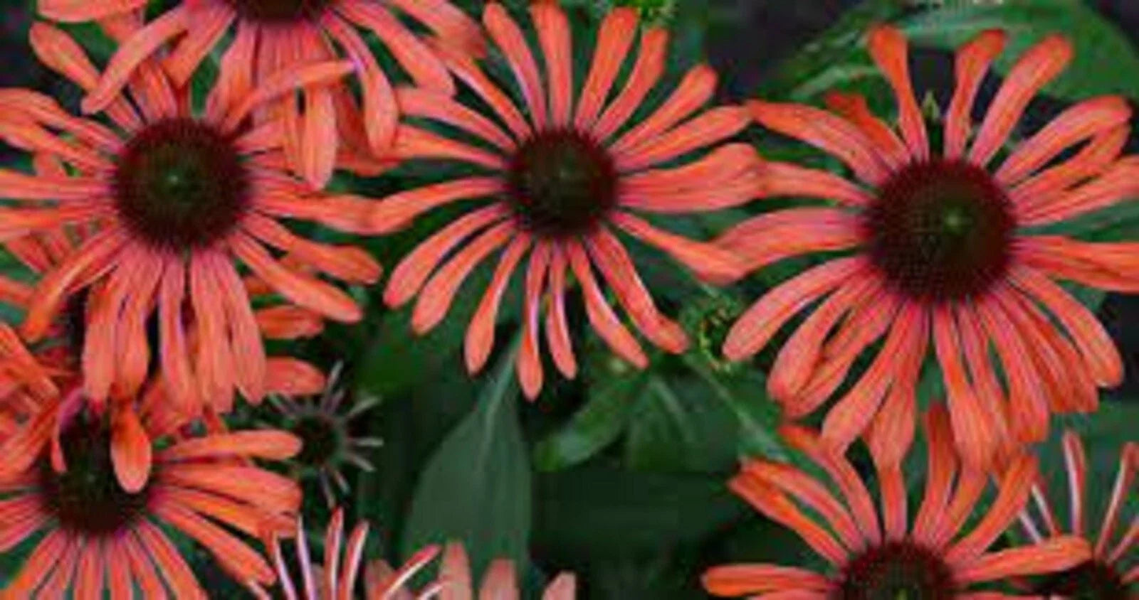 Echinacea purpurea Julia Coneflower Seeds - Perennial Flower Seeds for Garden, 50 Pack