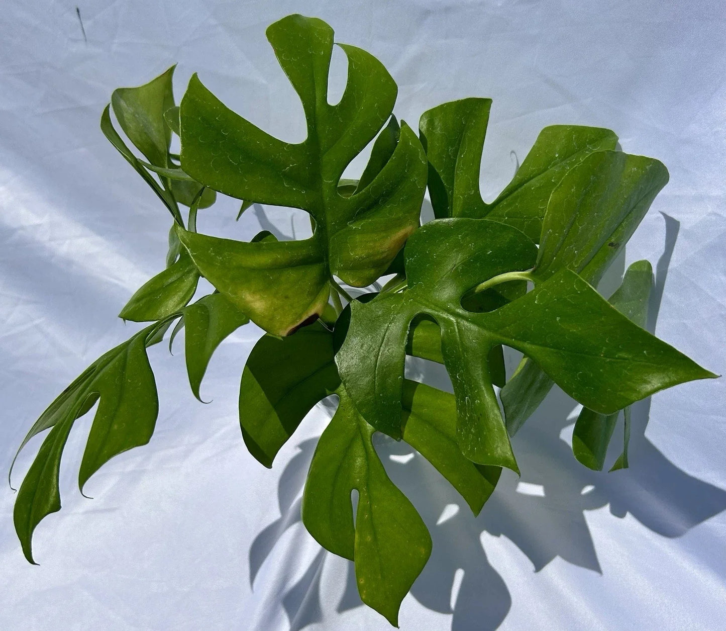 Rooted Rhaphidophora Tetrasperma Cuttings – Mini Monstera Live Plant – Tropical Indoor Plant – Climbing or Trailing, Low Maintenance