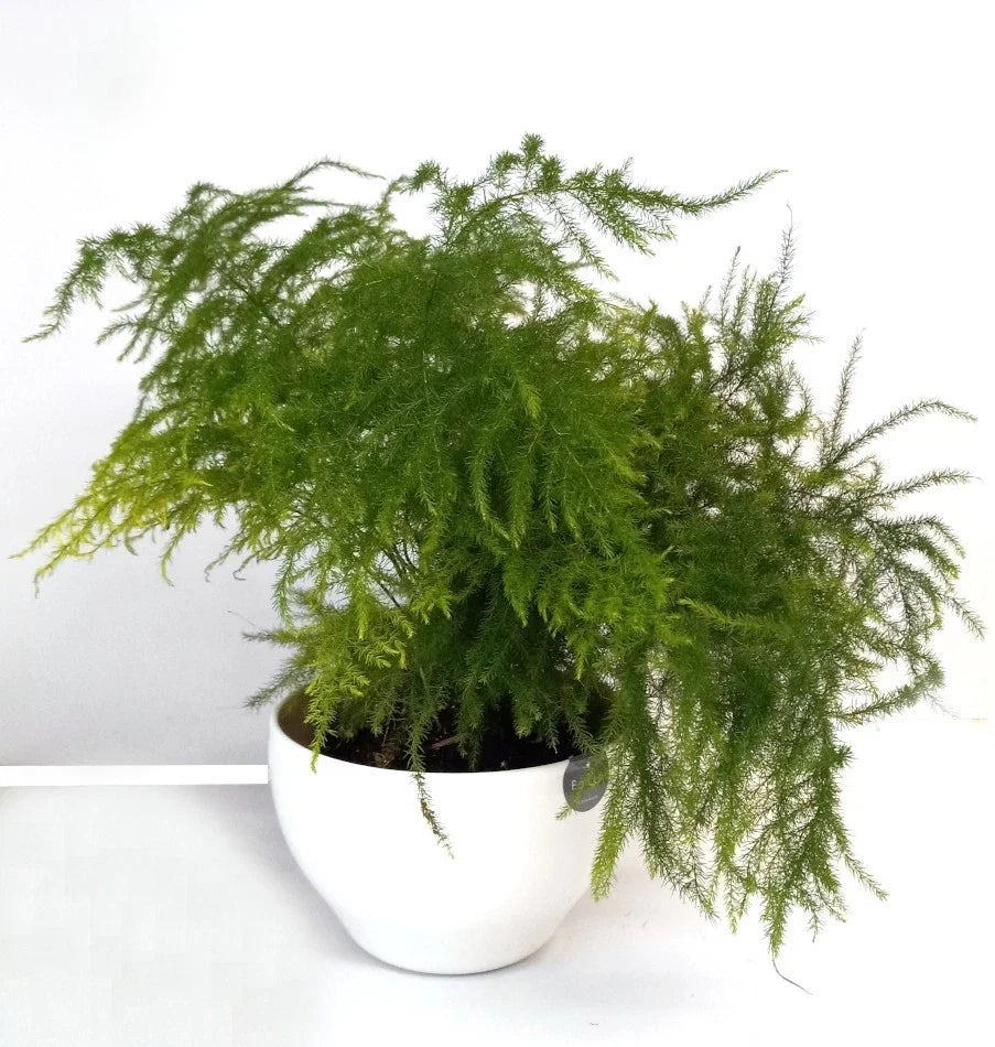 Potted Fern Leaf Plumosus House Plant - Indoor Greenery, Easy Care, Nephrolepis exaltata, Low Light