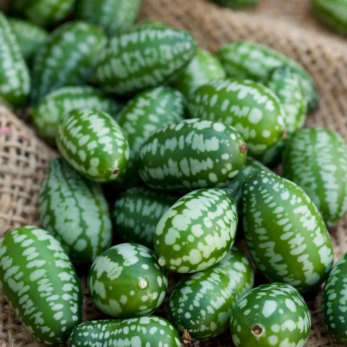 Cucumber Seeds - Mouse Melon Variety - Miniature Grape-Sized Cucumbers - Cucumis anguria - Non-GMO, Fresh for Planting