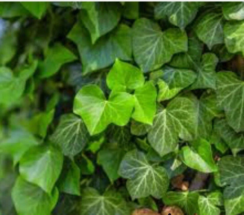 25 Live Bare Root English Ivy Plants Hedera helix Ground Cover for Gardens, Fences, Walls