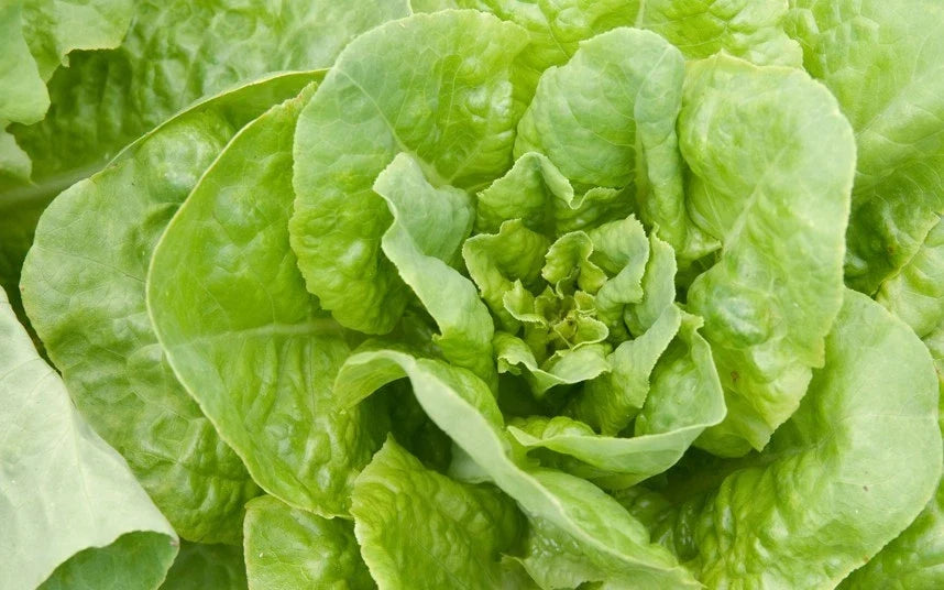 Buttercrunch Lettuce Seeds - Non-GMO, Heirloom, Lactuca sativa for Home Garden, Salad Greens, Compact Head, 200 Seeds