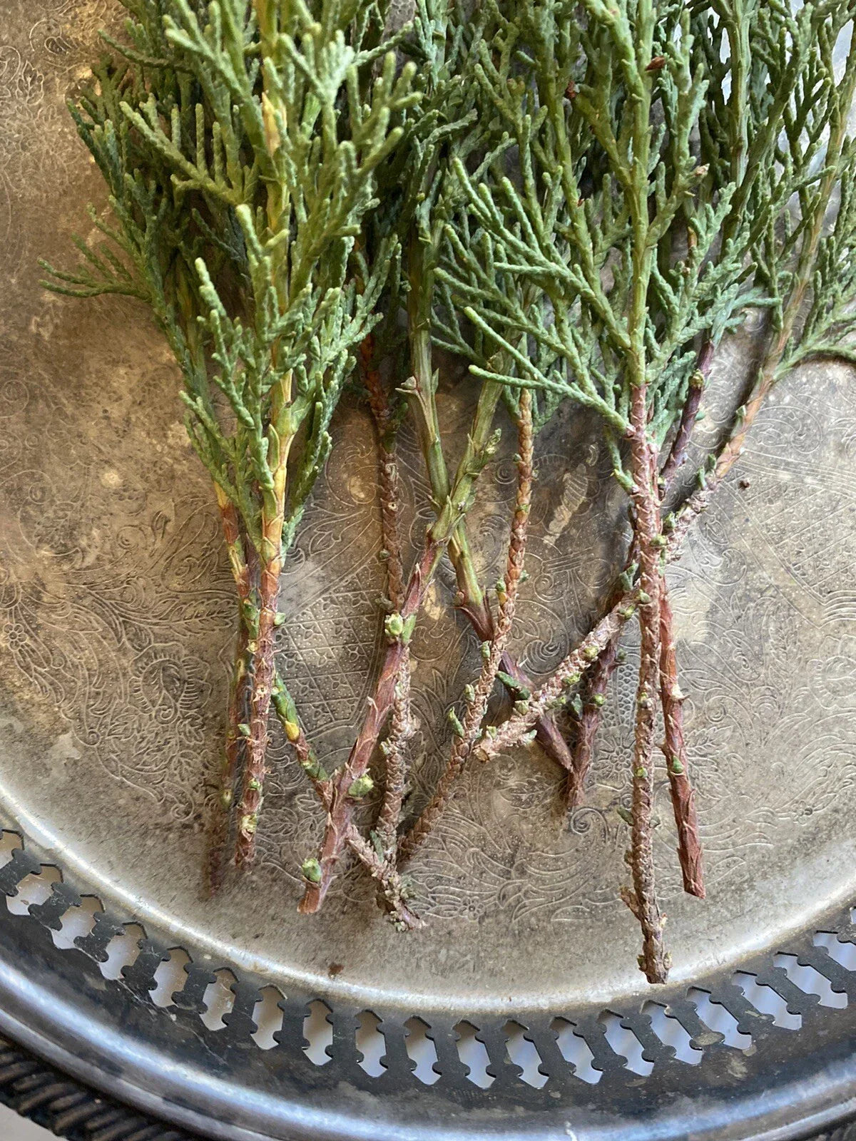 Italian Cypress Tree Cuttings - 10 Non-Rooted Cuttings for Hedge & Privacy Screen