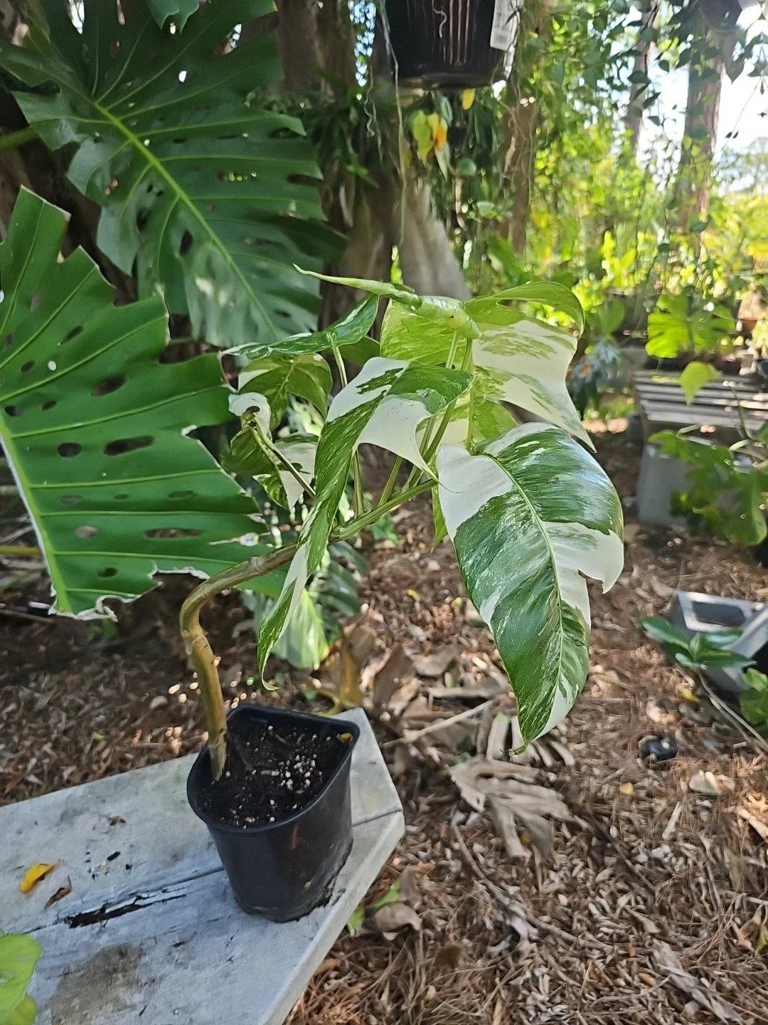 Large Epipremnum Pinnatum Albo Variegated - Fully Rooted Mature Fenestrated Plant