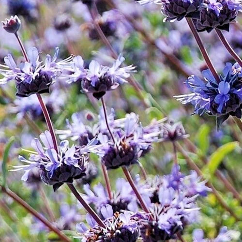 Salvia Clevelandii Live Plant 12" Blue Purple Cleveland Sage Herb Drought-Tolerant Fragrant Pollinator Magnet