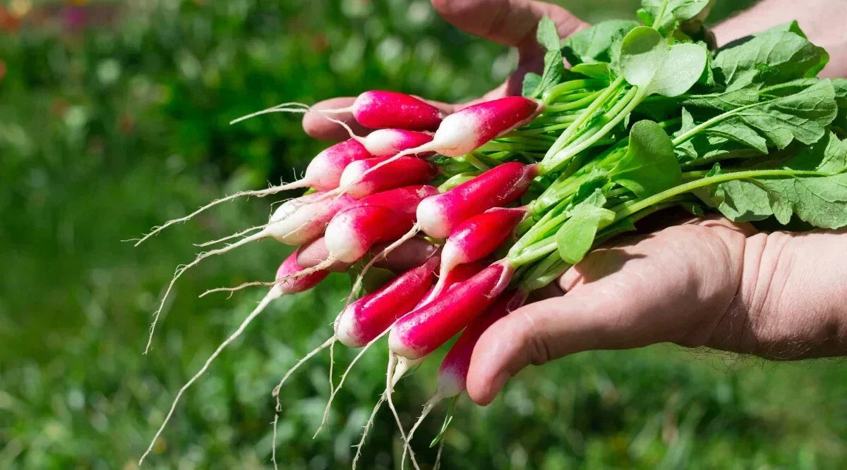 Radish Seeds - 500+ Count - De 18 Jours Variety - Raphanus sativus - Fast Growing Garden Seeds USA