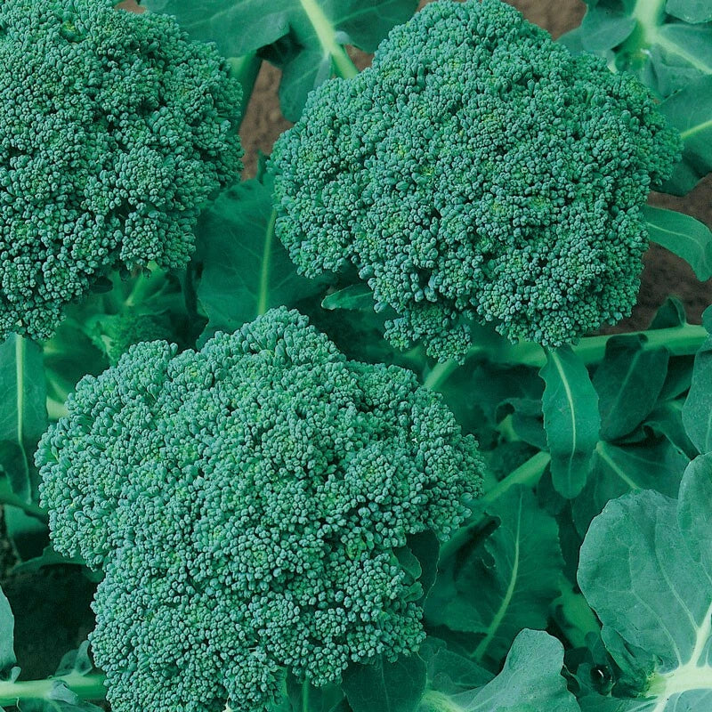 Calabrese Broccoli Seeds NON-GMO Heirloom Cruciferous Variety