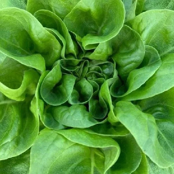 Fresh Buttercrunch Butterhead Lettuce Seeds - Non-GMO, Heirloom Lactuca sativa, Compact, Gourmet Salad, 4g Pack