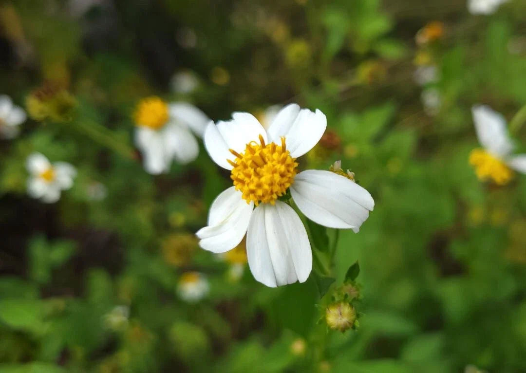 Spanish Needles Seeds 25 Pack Bidens Alba Pollinator Garden Attracts Bees & Butterflies