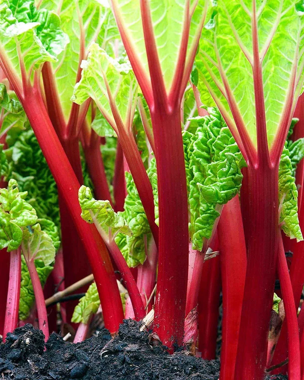 Victoria Rhubarb Seeds - 50+ Red Swiss Chard Vegetable Seeds - Rheum rhabarbarum for Garden Planting