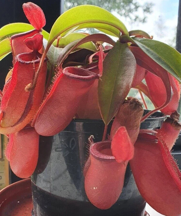 Nepenthes Lady Luck Pitcher Plant 2.5" Pot Carnivorous Plant, Exotic Indoor Terrarium Plant, Rooted Nepenthes