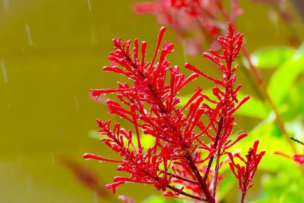 Chilean Fire Bush Seeds - Embothrium coccineum - Vibrant Red Flowers - Hardy Perennial - 20 Pack