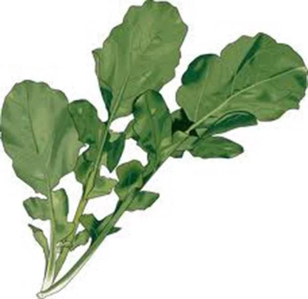 Arugula Microgreen Seeds 8 oz Non-GMO Sprouting Seeds for Home Gardening Eruca sativa