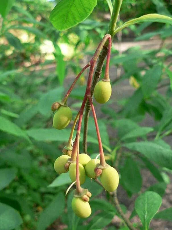 Indian Plum Tree Seeds - 30 Seeds - Oemleria cerasiformis - Native Deciduous Shrub for Garden Planting
