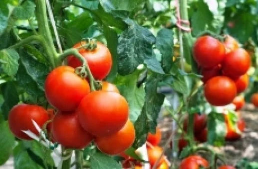 25 Rutger's Tomato Seeds - Heirloom Lycopersicon esculentum, Medium-Sized, Disease-Resistant, Full Sun, Home Garden, Seed Pack