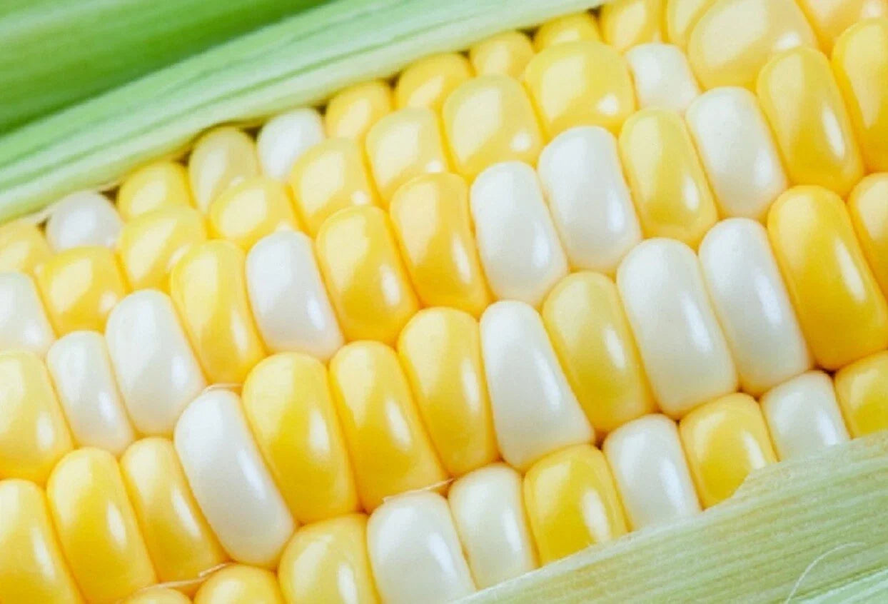 75 Peaches and Cream Sweet Corn Seeds - Zea mays Heirloom Non-GMO Garden Vegetable Seeds for Planting