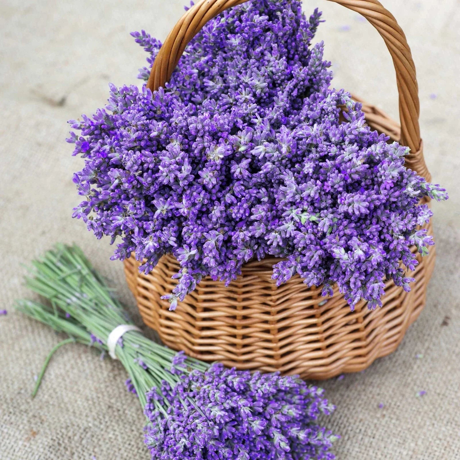 True Lavender Seeds - 700 Non-GMO Lavandula angustifolia for Aromatic Herb Gardening