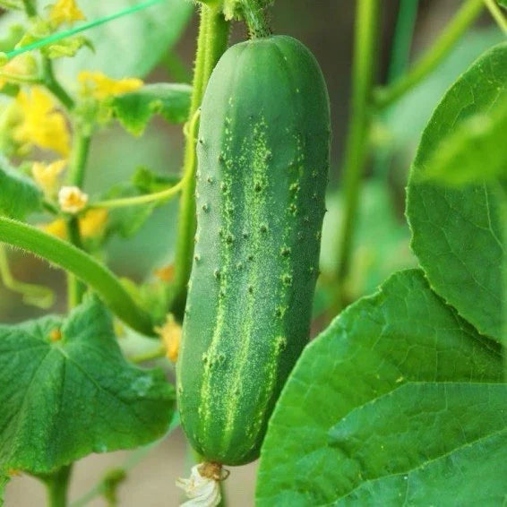 Carolina Cucumber Seeds | 50+ F1 Hybrid Very Early Pickling Variety