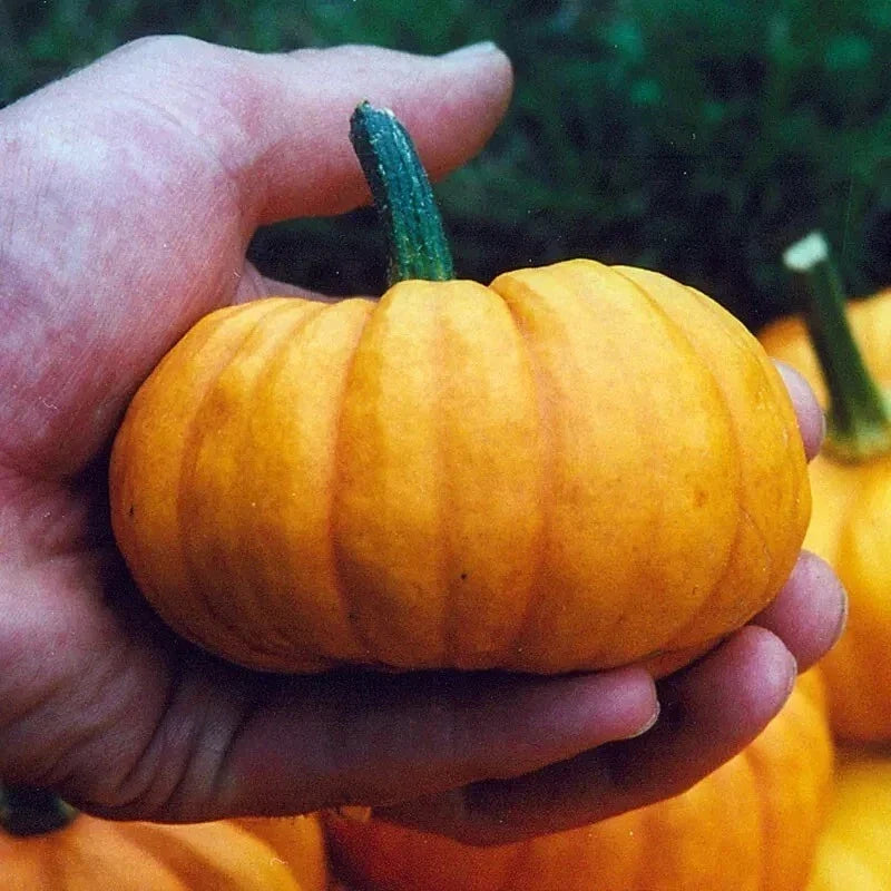Jack Be Little Pumpkin Seeds - Organic Non-GMO Heirloom Cucurbita pepo for Small Garden & Decorative Use