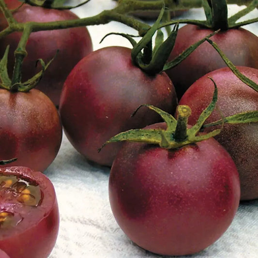 Chocolate Cherry Tomato Seeds - Organic Heirloom, Super Sweet, Solanum lycopersicum, 10+ Seeds, Indeterminate, Full Sun