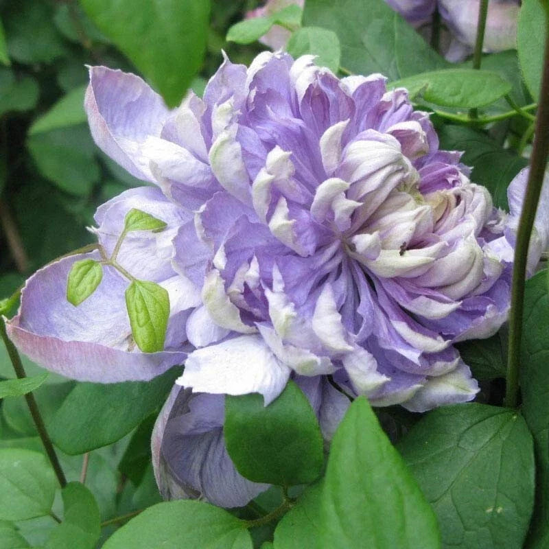25 Blue Lights Pink Clematis Seeds - Climbing Perennial Flower Seeds for Garden, Fences & Arbors - Clematis × jackmanii