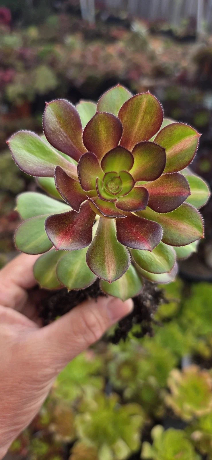 Aeonium Sunset Glow Succulent Plant - 3 Inch Rooted Head - Vibrant Orange-Yellow Foliage - Indoor & Outdoor Garden