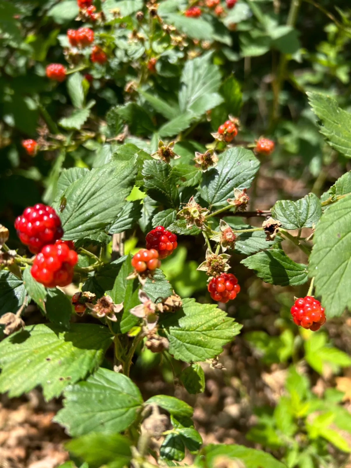 Wild Blackberry Plants - Live Perennial Edible Transplants - Rubus - Organic & Pesticide-Free - 5 Pack
