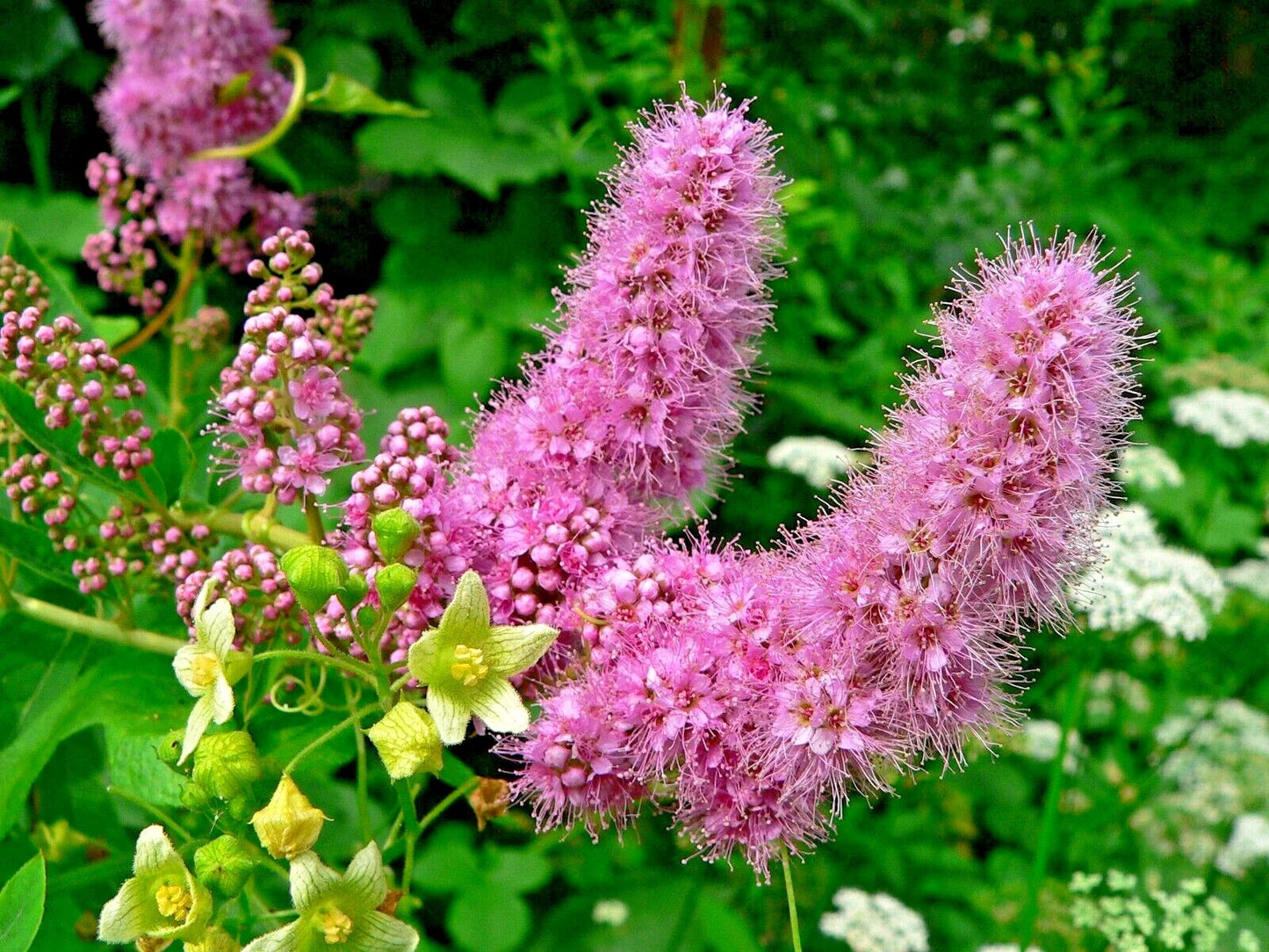 Western Spirea Seeds 1000 Count Spiraea douglasii Wildflower for Gardens and Landscaping