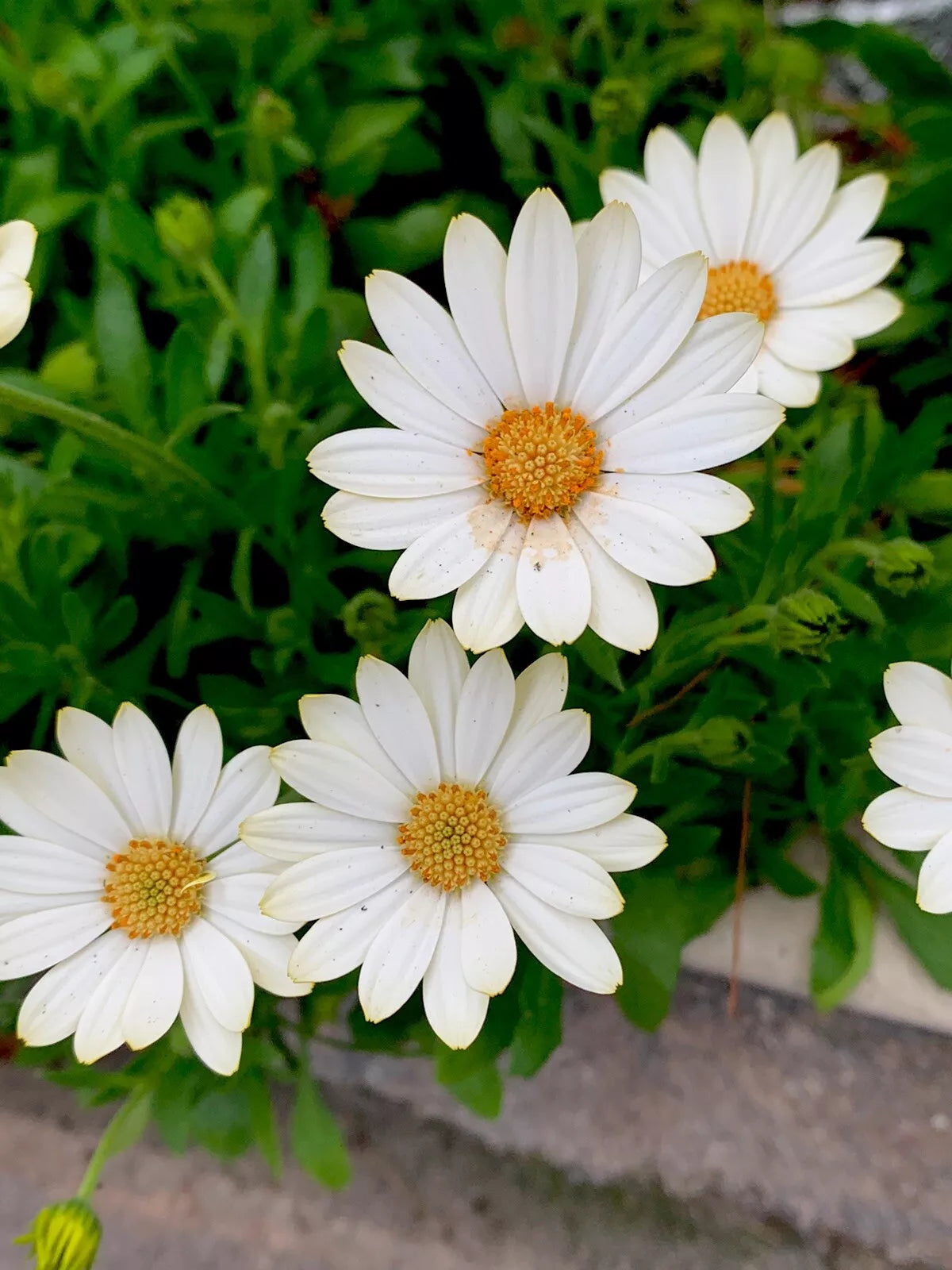 African Daisy Plant - Cream and Yellow Osteospermum in 5 Inch Pot