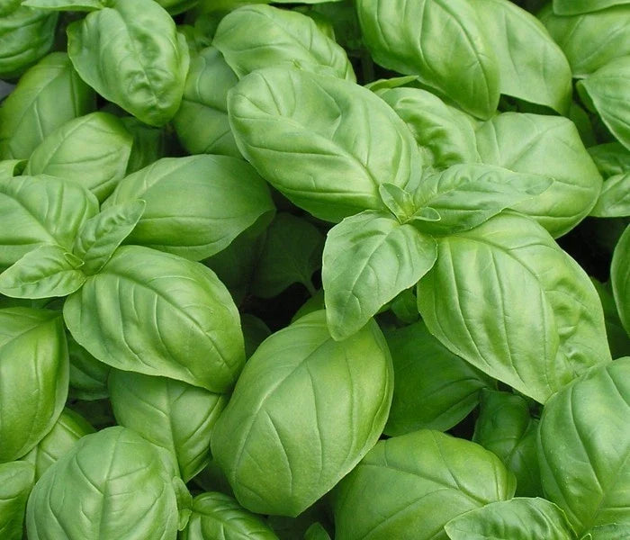 Basil Seeds, Over 1000 Genovese Herb Seeds for Planting, Ocimum basilicum, Aromatic Culinary Herb