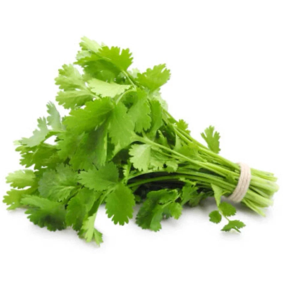 Organic Cilantro Seeds - 75+ Coriandrum sativum Culinary Herb for Indoor & Outdoor Gardening