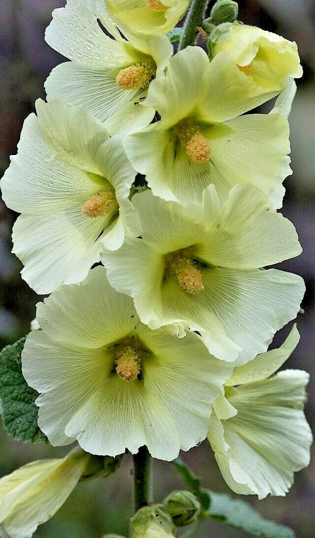 Giant White Hollyhock Seeds - 50 Pack, Hardy Perennial, Easy to Grow, Alcea rosea, Tall Flowering Plant