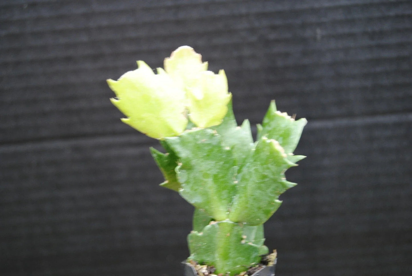 Christmas Cactus Plant - Potted 4-Inch Schlumbergera Truncata - Indoor Succulent with Vibrant Blooms for Holiday Decor