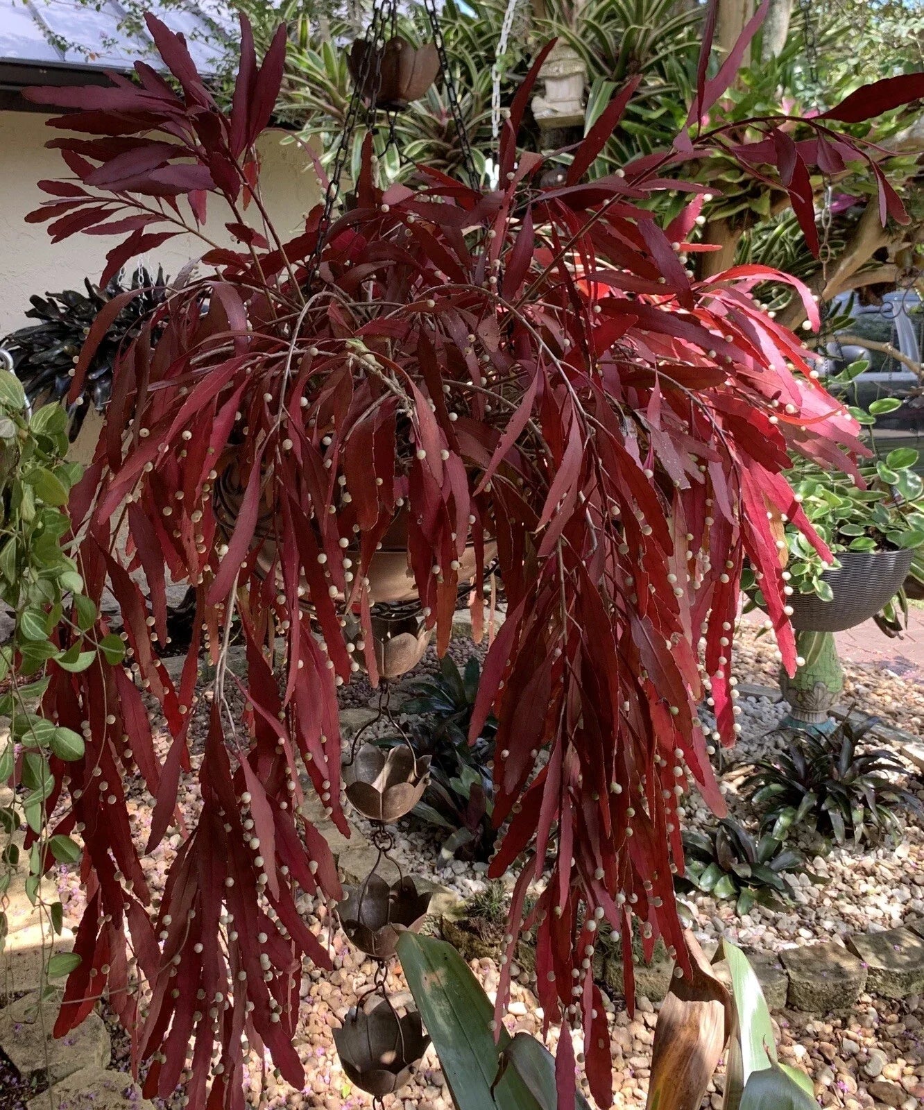 Rhipsalis Ramulosa Red Cuttings – Pseudorhipsalis Mistletoe Cactus – 6 Healthy Plant Cuttings for Indoor Garden, Trailing, Low-Light