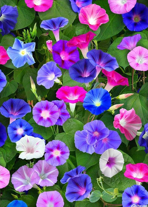 Morning Glory Seeds Mix - 75 Seeds Red & Blue Flowers Ipomoea purpurea