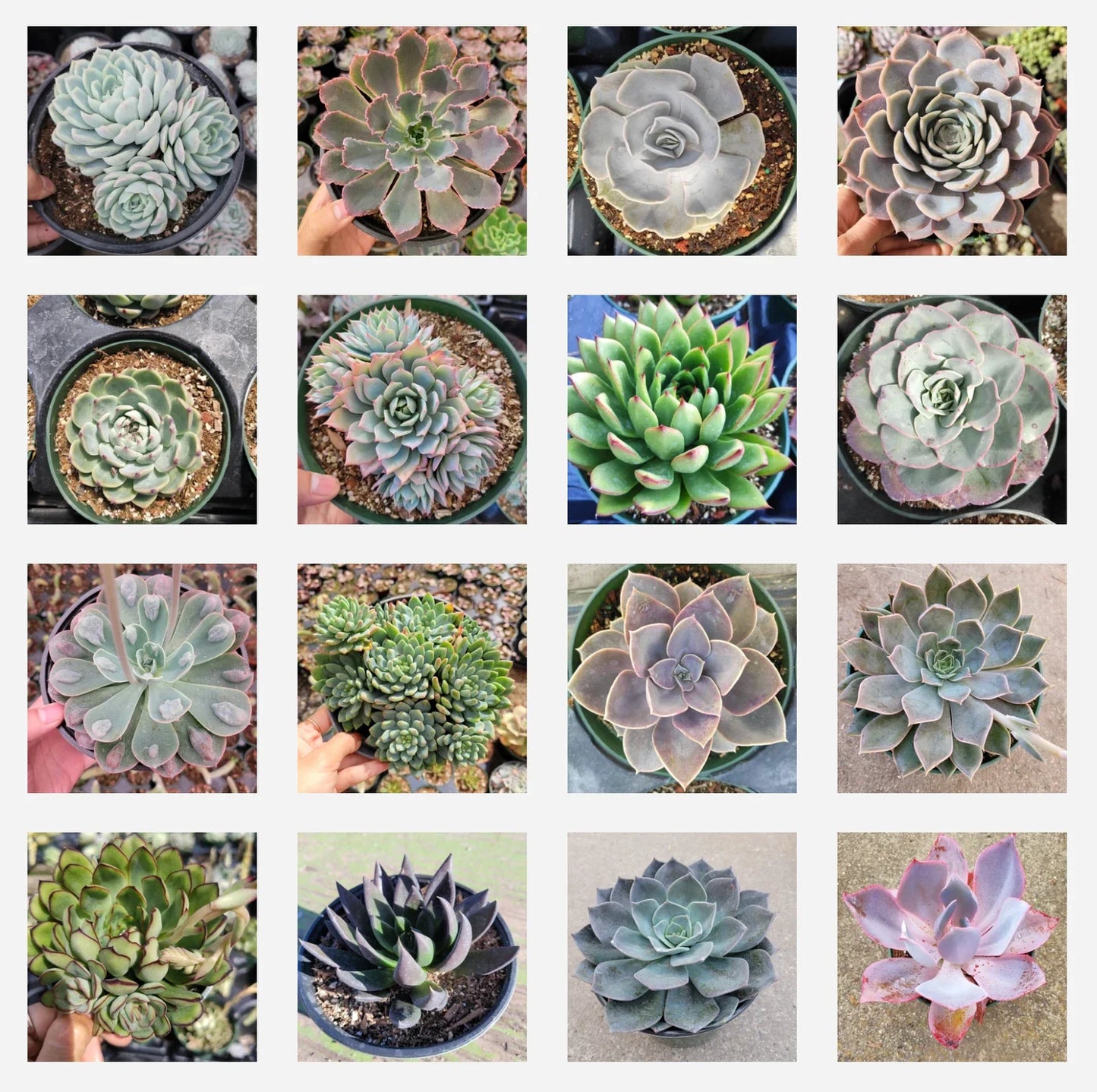 Assorted Succulent Set in 6" Pots – Diverse Varieties for Home Decor – Low-Maintenance Succulent Plants