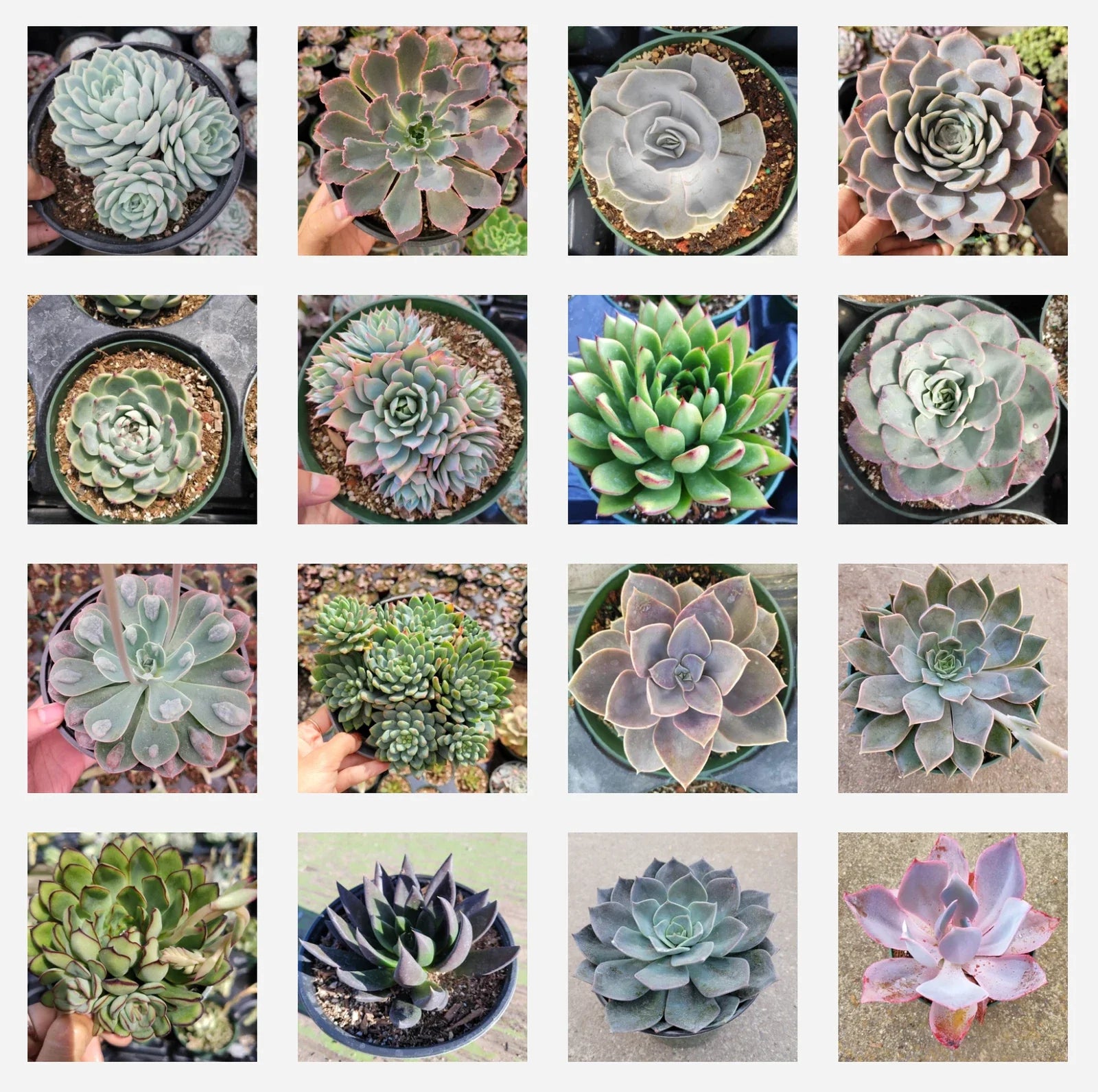 Assorted Succulent Set in 6" Pots – Diverse Varieties for Home Decor – Low-Maintenance Succulent Plants