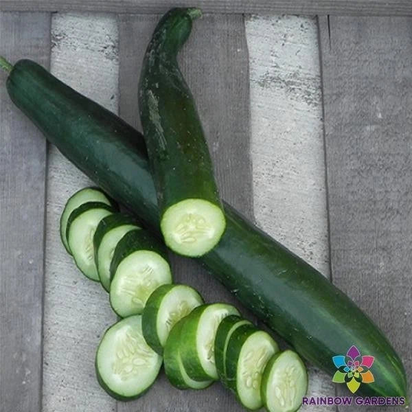 Orient Express Cucumber Seeds – 25 Pack, Cucumis sativus, Organic, Non-GMO, for Garden & Container Planting