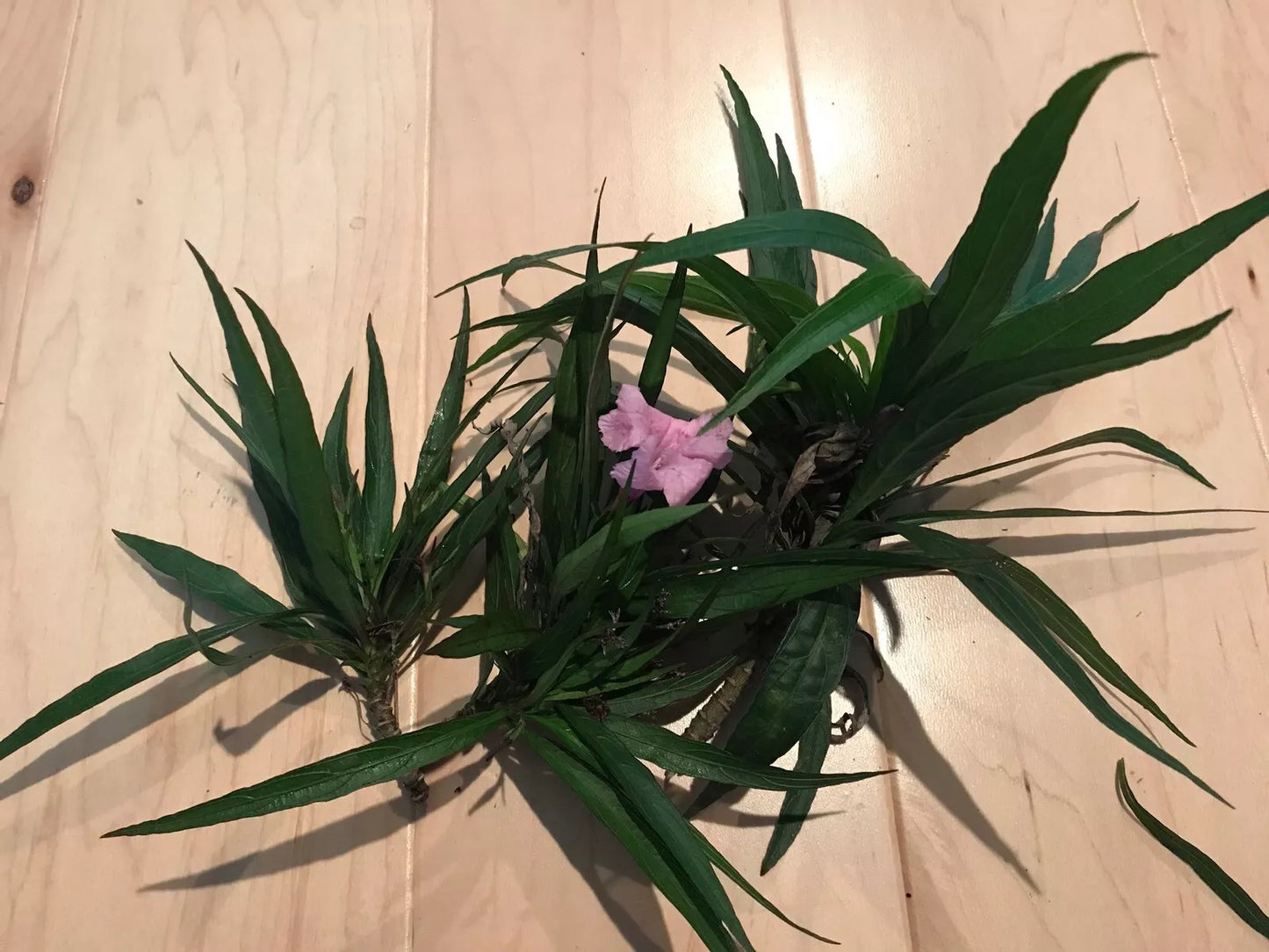 Dwarf Mexican Petunia Cuttings 6-Pack Pink Ruellia brittoniana Live Plant for Garden, Landscape, or Container