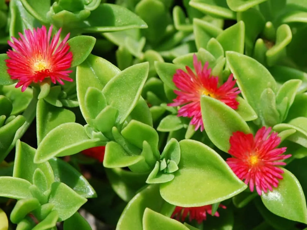 Aptenia Cordifolia Red Apple Sun Rose Cuttings - 24 pcs, 4" to 6" Succulent Plants for Rooting