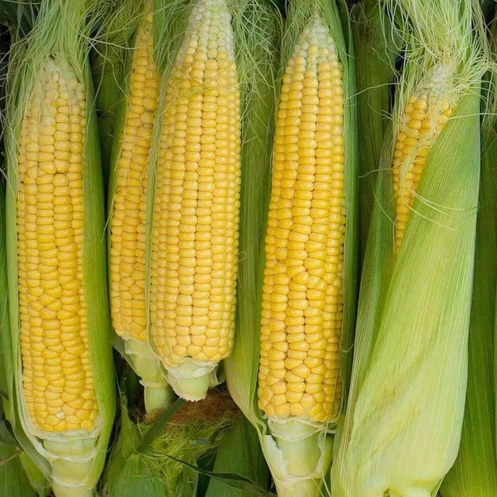 Heirloom Sweet Corn Seeds - Golden Bantam Variety - Non-GMO Organic Zea mays