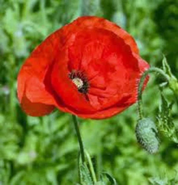 Flanders Poppy Seeds 1000 Count Bright Red Flowers Papaver rhoeas for Gardens, Borders & Wildflower Planting