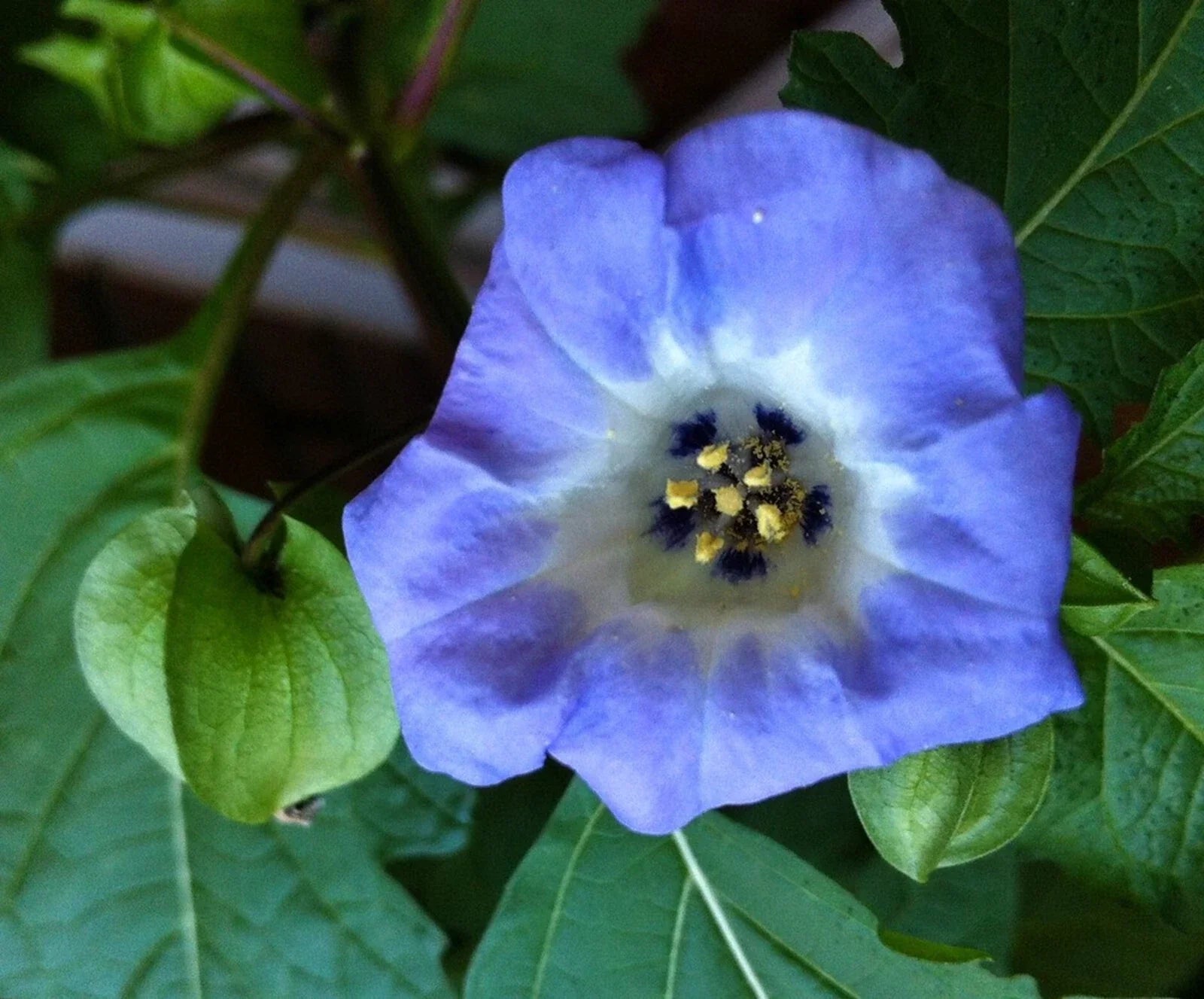 Organic Apple of Peru Seeds - Nicandra Physalodes var. nigra, Heirloom Ornamental Plant, 50+ Seeds for Gardens & Borders