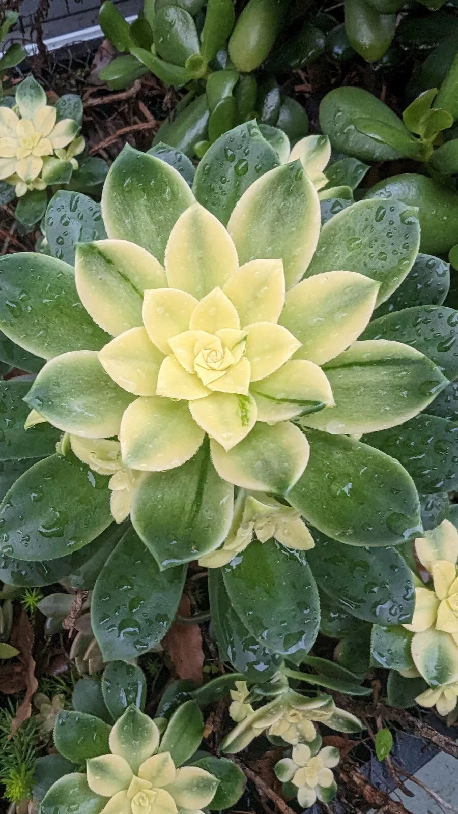 Aeonium Kiwi Cutting - 4" Unrooted Succulent Plant