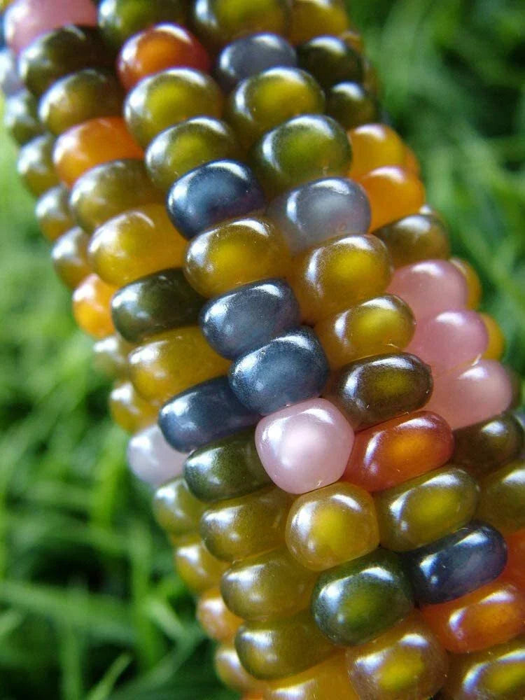40 Glass Gem Indian Corn Seeds - Vibrant Multicolor Zea mays for Garden Planting