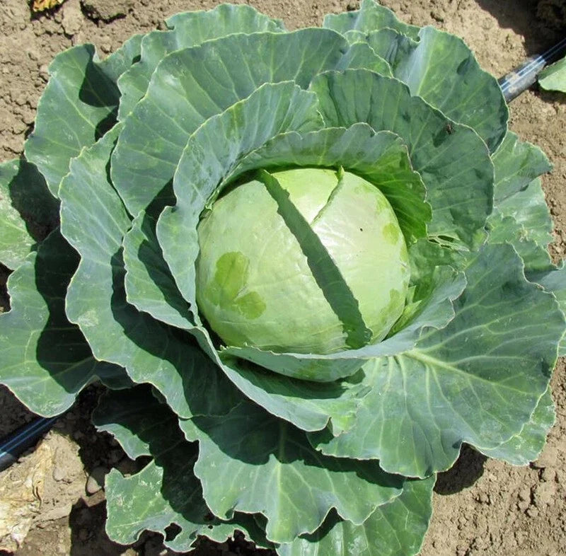 Cabbage Seeds - Copenhagen Market Variety - Brassica oleracea - Grow Your Own Crunchy Coleslaw & Salad
