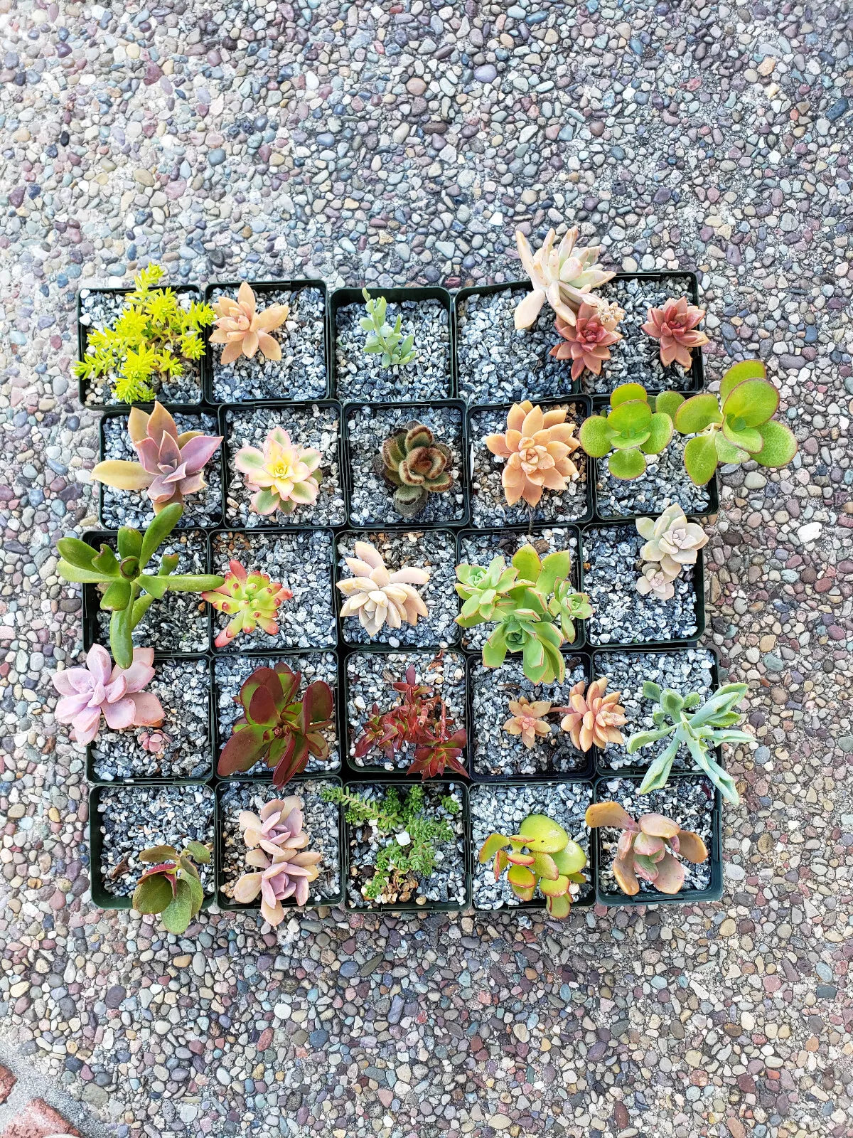 Set of 15 2-Inch Succulents Assorted Varieties for Wedding Decor and Floral Arrangements